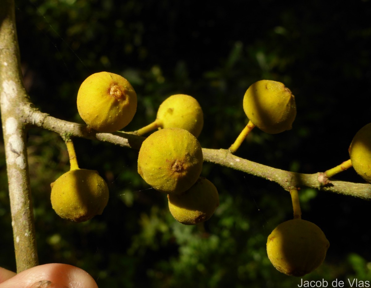 Ficus exasperata Vahl